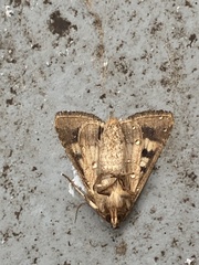 Helicoverpa armigera