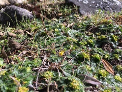 Azorella multifida