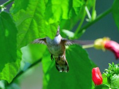 Selasphorus platycercus