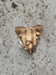 Helicoverpa armigera