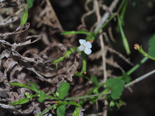 Lindernia setulosa iNat (3)