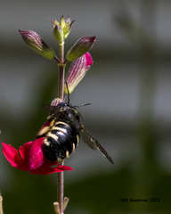 Xylocopa tabaniformis parkinsoniae