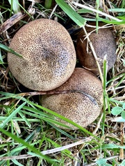 Scleroderma areolatum