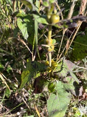 Triosteum aurantiacum