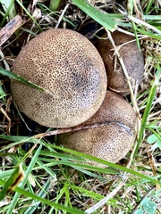 Scleroderma areolatum