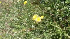 Pilosella caespitosa