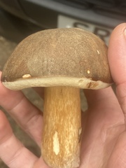 Boletus reticulatus