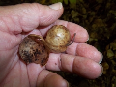 Amphibolips quercusinanis