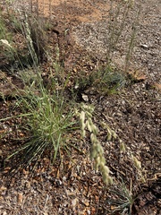Eragrostis superba