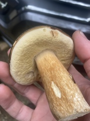 Boletus reticulatus