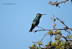 Heliomaster furcifer