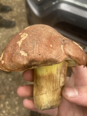 Butyriboletus appendiculatus