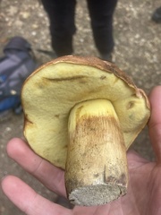 Butyriboletus appendiculatus