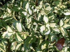 Euonymus japonicus