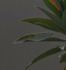 Phyllocnistis magnoliella