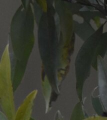 Phyllocnistis magnoliella