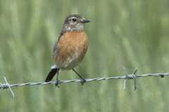 Saxicola torquatus