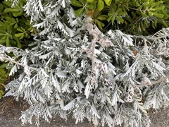 Artemisia arborescens