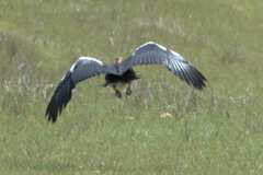 Plectropterus gambensis