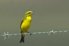 Crithagra flaviventris