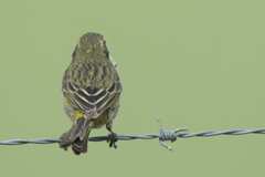 Crithagra flaviventris