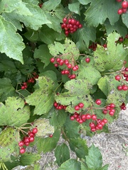Viburnum opulus opulus