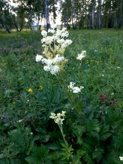 Filipendula stepposa