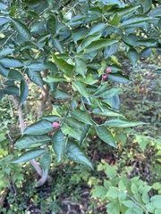 Euonymus atropurpureus