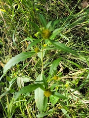 Bidens cernua