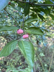 Euonymus atropurpureus