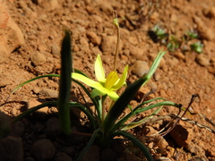 Pauridia serrata serrata