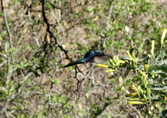 Heliomaster furcifer