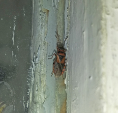 Arocatus melanocephalus