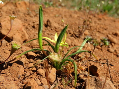 Pauridia serrata serrata