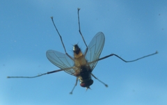 Cholomyia inaequipes