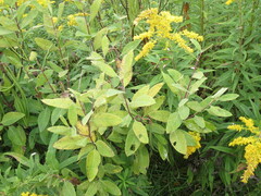 Apocynum androsaemifolium