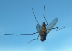 Cholomyia inaequipes