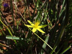 Pauridia serrata serrata