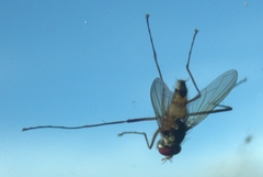 Cholomyia inaequipes