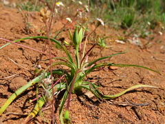 Pauridia serrata serrata