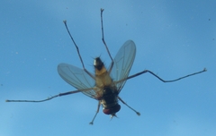 Cholomyia inaequipes