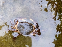 Potamidae