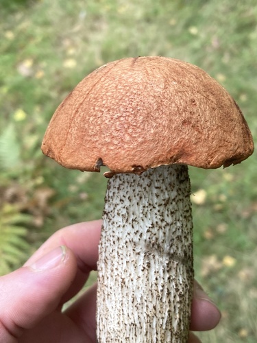 Orange Birch Bolete