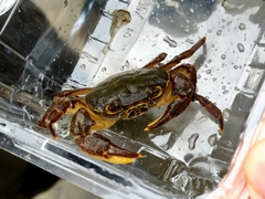 Potamidae