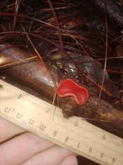 Sarcoscypha coccinea