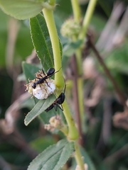 Camponotus compressus
