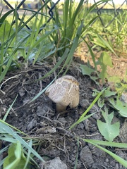 Coprinopsis romagnesiana