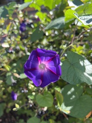 Ipomoea purpurea