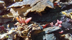 Ascocoryne sarcoides