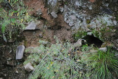 Upucerthia validirostris